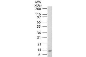 Image no. 1 for anti-Interleukin 25 (IL25) antibody (Biotin) (ABIN1102480) (IL-25 抗体  (Biotin))