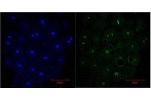 Immunofluorescence (IF) analysis of HeLa, diluted at 1:200. (Histone 3 抗体)