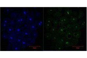 Immunofluorescence (IF) analysis of HeLa, diluted at 1:200. (Histone 3 抗体)