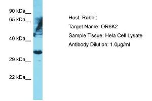 Host: Rabbit Target Name: OR6K2 Sample Type: Hela Whole Cell lysates Antibody Dilution: 1. (OR6K2 抗体  (C-Term))