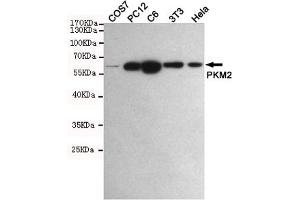 Western blot detection of PKM2 in COS7,PC12,C6,3T3 and Hela cell lysates using PKM2 mouse mAb (1:1000 diluted). (PKM2 抗体)
