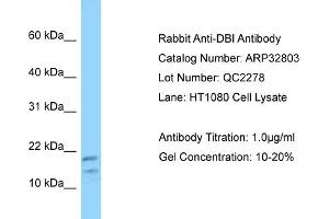 WB Suggested Anti-DBI Antibody   Titration: 1. (Diazepam Binding Inhibitor 抗体  (N-Term))