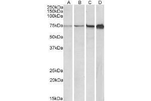 ABIN1590115 (0. (RPA1 抗体  (AA 323-337))