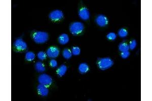 IF analysis of Golgin 97/GOLGA1 using anti-Golgin 97/GOLGA1 antibody (ABIN7599539).