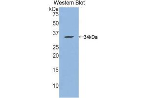 Western Blotting (WB) image for anti-N-Methylpurine-DNA Glycosylase (MPG) (AA 32-300) antibody (ABIN1859867) (MPG 抗体  (AA 32-300))