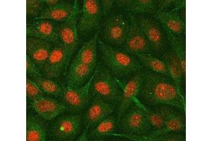 IF analysis of hnRNP E2/PCBP2 using anti-hnRNP E2/PCBP2 antibody (ABIN7599983) and anti-Tubulin Alpha antibody (ABIN7600339). (PCBP2 抗体  (AA 136-276))