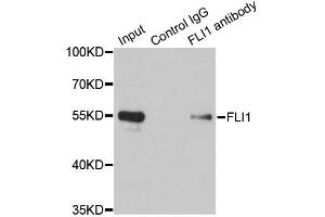 Immunoprecipitation analysis of 200ug extracts of Jurkat cells using 1ug FLI1 antibody. (FLI1 抗体)