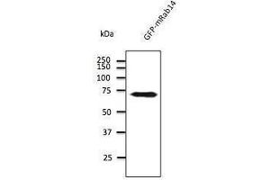 Anti-Rabia Ab at 1/500 dilution, 293 cells transfected with GFP-Rab7a, 293FT, Di7, At-T2 and 3T3, lysates at 100 per Iane, rabit polyclonal to goat lµg (HRP) at 1/10,000 dilution, (RAB14 抗体  (C-Term))