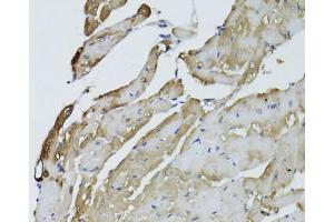 Immunohistochemistry of paraffin-embedded mouse heart using GAPDH antibody. (GAPDH 抗体  (AA 1-335))