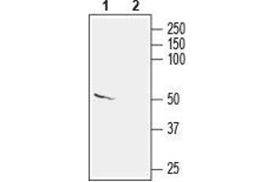 Western blot analysis of mouse brain lysate: - 1. (KCNS2 抗体  (C-Term, Intracellular))