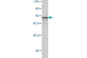 Western Blot detection against Immunogen (53. (SSR1 抗体  (AA 33-286))