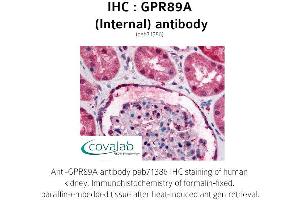 Image no. 1 for anti-G Protein-Coupled Receptor 89A (GPR89A) (Cytoplasmic Loop), (Internal Region) antibody (ABIN1735194) (GPR89A 抗体  (Cytoplasmic Loop, Internal Region))