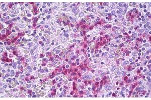 Anti-GPR34 antibody IHC staining of human spleen. (GPR34 抗体  (AA 181-230))