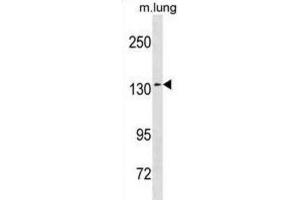 Western Blotting (WB) image for anti-SEC31 Homolog A (SEC31A) antibody (ABIN3001341) (SEC31A 抗体)