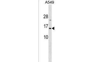 HIST1H2BA Antibody (N-term) (ABIN1538871 and ABIN2849939) western blot analysis in A549 cell line lysates (35 μg/lane). (HIST1H2BA 抗体  (N-Term))