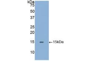 Western blot analysis of recombinant Human GLa. (GLA 抗体  (AA 1-80))