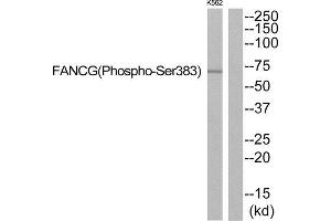 Western Blotting (WB) image for anti-Fanconi Anemia Complementation Group G (FANCG) (pSer383) antibody (ABIN1847718) (FANCG 抗体  (pSer383))