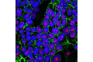 Immunofluorescence (IF) image for anti-Cyclin B1 (CCNB1) antibody (ABIN6940990)