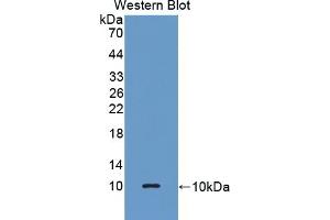 Detection of Recombinant GPX3, Human using Polyclonal Antibody to Glutathione Peroxidase 3, Plasma (GPX3) (GPX3 抗体  (AA 21-72))