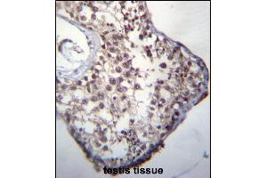 GLCCI1 Antibody (Center) (ABIN656789 and ABIN2846008) immunohistochemistry analysis in formalin fixed and paraffin embedded human testis tissue followed by peroxidase conjugation of the secondary antibody and DAB staining. (GLCCI1 抗体  (AA 226-255))