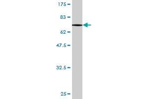 Western Blot detection against Immunogen (75. (PIK3R1 抗体  (AA 1-454))