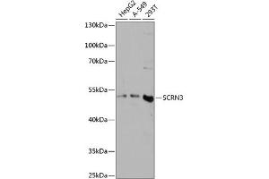 Western blot analysis of extracts of various cell lines, using SCRN3 antibody (ABIN7270176) at 1:3000 dilution. (Secernin 3 抗体  (AA 100-410))