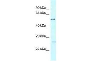 Image no. 1 for anti-Ectonucleoside Triphosphate diphosphohydrolase 3 (ENTPD3) (AA 275-324) antibody (ABIN6747780)