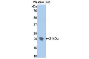 Western Blotting (WB) image for anti-Ectonucleotide Pyrophosphatase/phosphodiesterase 1 (ENPP1) (AA 625-780) antibody (ABIN1858721) (ENPP1 抗体  (AA 625-780))