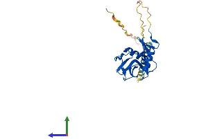 Protein Structure (PS) image for Killer Cell Lectin-Like Receptor Subfamily B Member 1F (KLRB1F) (AA 1-217) protein (His tag) (ABIN7559852)