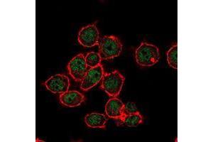 Immunofluorescence analysis of MCF-7 cells using SUZ12 mouse mAb (green). (SUZ12 抗体)