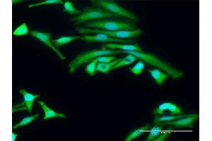 Immunofluorescence (IF) image for anti-Protein Kinase, AMP-Activated, alpha 2 Catalytic Subunit (PRKAA2) (AA 1-552) antibody (ABIN519167)
