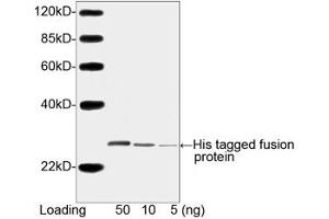 Image no. 3 for anti-His Tag (C-Term) antibody (ABIN294958) (His Tag 抗体  (C-Term))