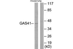 Western Blotting (WB) image for anti-YEATS Domain Containing 4 (AA 1-50) antibody (ABIN2889365) (GAS41 抗体  (AA 1-50))