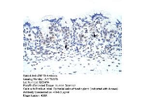 Human Stomach (ZNF70 抗体  (C-Term))