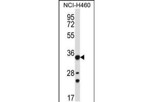 Western blot analysis in NCI-H460 cell line lysates (35ug/lane).