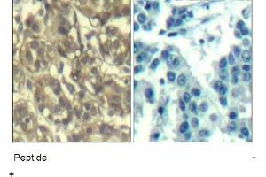 Image no. 1 for anti-Cyclin B1 (CCNB1) (Ser147) antibody (ABIN401649) (Cyclin B1 抗体  (Ser147))
