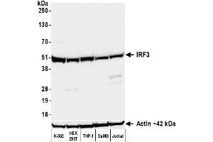 Western Blotting (WB) image for anti-Interferon Regulatory Factor 3 (IRF3) (AA 200-250) antibody (ABIN7795774)