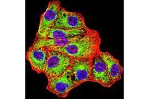 Immunocytochemistry (ICC) image for anti-Isocitrate Dehydrogenase 1 (NADP+), Soluble (IDH1) (AA 156-298) antibody (ABIN5542625)