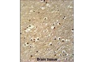 TF Antibody (C-term) (ABIN651633 and ABIN2840338) immunohistochemistry analysis in formalin fixed and paraffin embedded human brain tissue followed by peroxidase conjugation of the secondary antibody and DAB staining. (TFAP4 抗体  (C-Term))