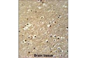 TF Antibody (C-term) (ABIN651633 and ABIN2840338) immunohistochemistry analysis in formalin fixed and paraffin embedded human brain tissue followed by peroxidase conjugation of the secondary antibody and DAB staining. (TFAP4 抗体  (C-Term))