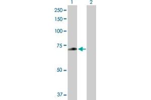 Western Blot analysis of ZNF567 expression in transfected 293T cell line by ZNF567 MaxPab polyclonal antibody. (ZNF567 抗体  (AA 1-616))