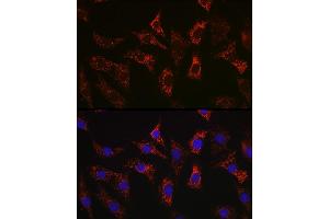 Immunofluorescence analysis of NIH-3T3 cells using Bax Rabbit mAb  at dilution of 1:100 (40x lens). (BAX 抗体)