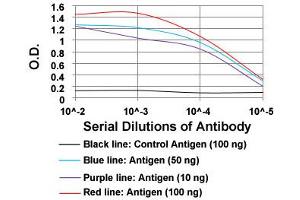 ELISA analysis of MSTN monoclonal antibody, clone 6E4B2  at 1:10000 dilution. (MSTN 抗体  (AA 24-266))