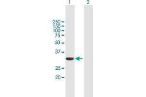 Western Blot analysis of PIM2 expression in transfected 293T cell line by PIM2 MaxPab polyclonal antibody. (PIM2 抗体  (AA 1-311))