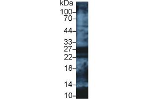 Western Blot; Sample: Human Lung lysate; Primary Ab: 1µg/ml Rabbit Anti-Human APOA1 Antibody Second Ab: 0. (APOA1 抗体  (AA 122-267))