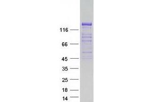 Western Blotting (WB) image for Glutamate Receptor, Ionotropic, delta 2 (Grid2) Interacting Protein (GRID2IP) protein (Myc-DYKDDDDK Tag) (ABIN2722003)