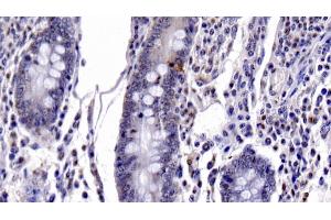 Detection of CASP6 in Bovine Small intestine Tissue using Monoclonal Antibody to Caspase 6 (CASP6) (Caspase 6 抗体  (AA 81-179))