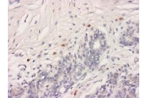 Immunohistochemistry (IHC) image for anti-HtrA Serine Peptidase 2 (HTRA2) antibody (ABIN1107619) (HTRA2 抗体)