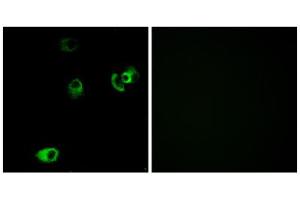 Immunofluorescence (IF) image for anti-Dopamine Receptor D4 (DRD4) (C-Term) antibody (ABIN1852847) (DRD4 抗体  (C-Term))