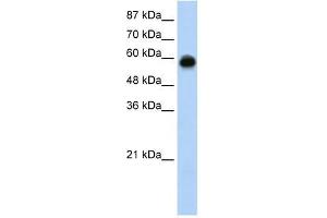 KEAP1 antibody used at 0. (KEAP1 抗体  (C-Term))